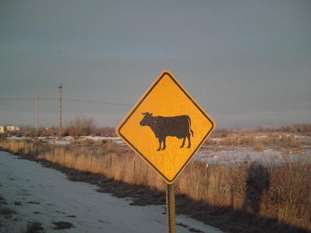 Cow