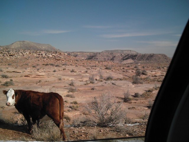 Cow