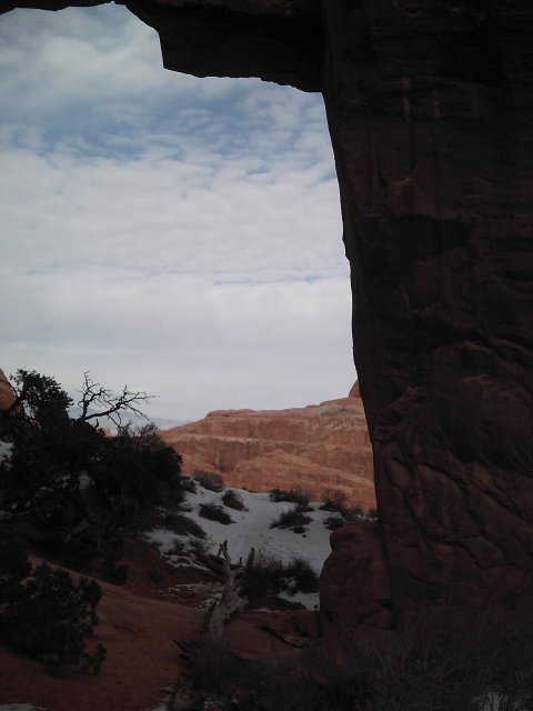 Pine Tree Arch