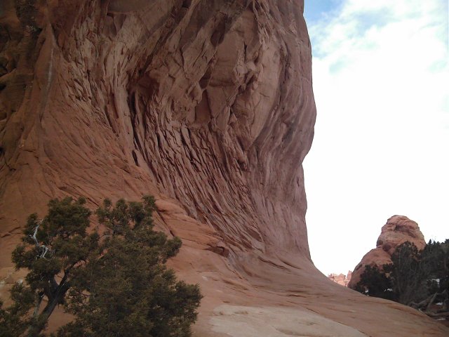 Pine Tree Arch